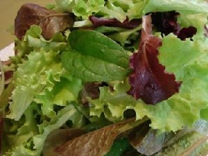 Fresh Salad Greens